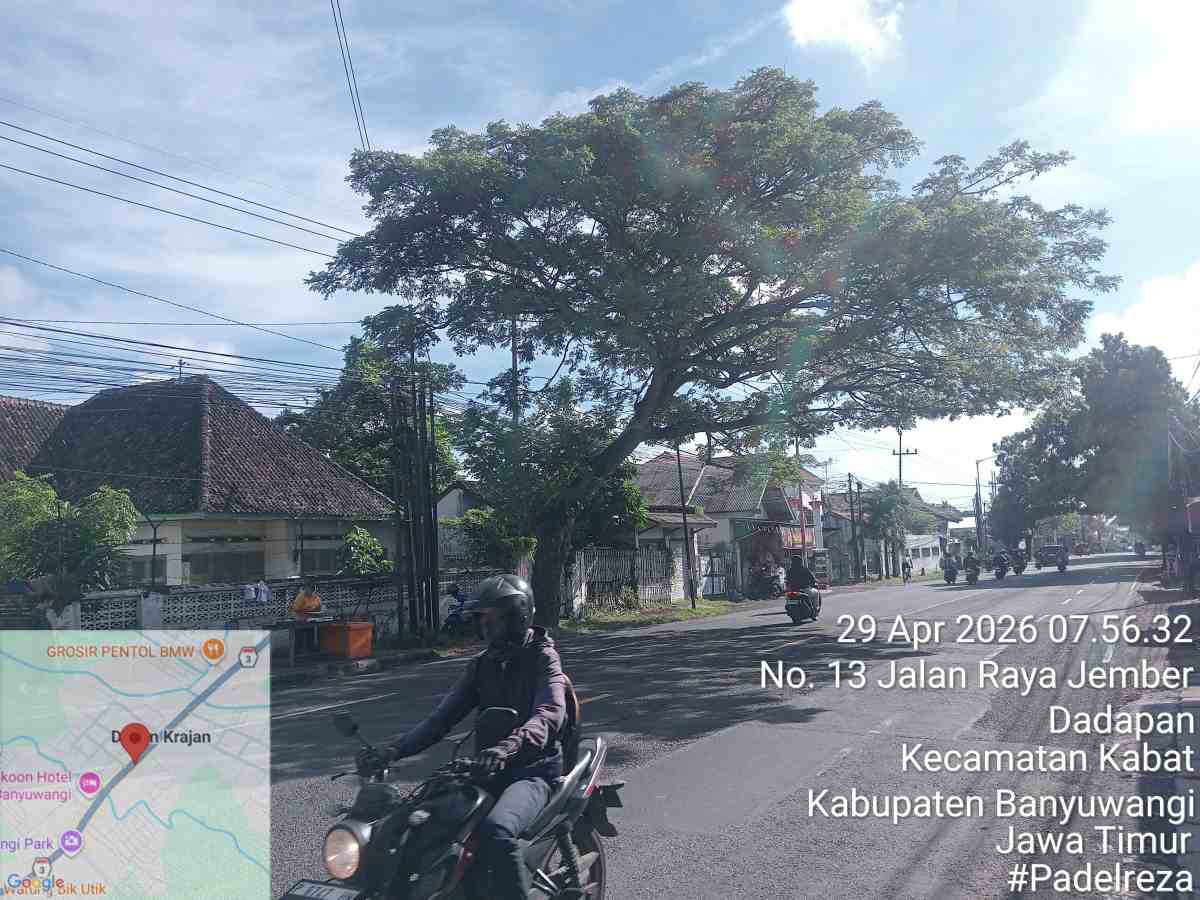 Pohon Rapuh di jalur Pantura Dadapan Resahkan Warga, Terancam Tumbang