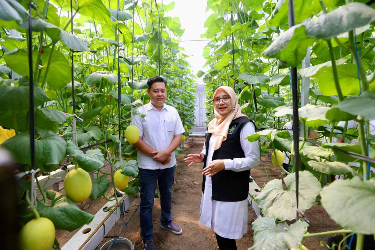 Program Bupati Ipuk Regenerasi Petani Berhasil, Kini Banyak Anak Muda Banyuwangi Berkreasi di Pertanian