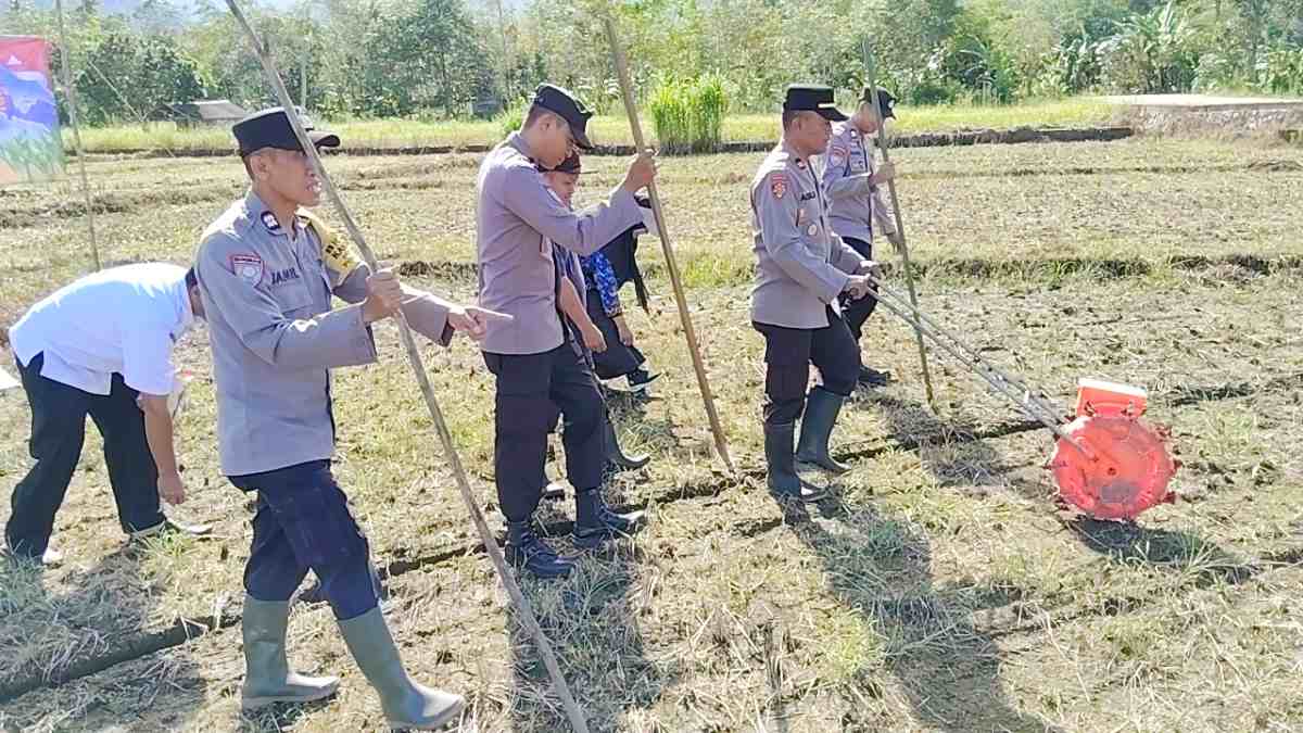 Penanaman Jagung Kuartal II Dukung Swasembada Pangan Tahun 2026 Di Desa Muang